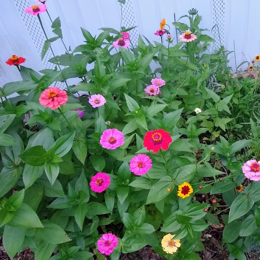 Mixed Flower Seeds (Collected 2025)
